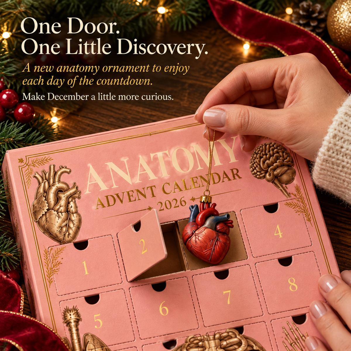Anolumi Anatomy Advent Calendar — 24 Anatomy Ornaments
